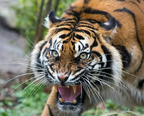 Tiger Front View, Tiger Side Profile, Muscular Tiger, Tiger Poses, Tiger Growling, Tiger Eating, Growling Tiger, Tiger Reference, Tiger Ears