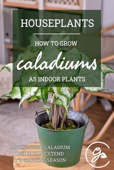 Caladium House Plant, How To Grow Caladium Plants, Caladiums In Pots Indoors, Caladium Care Indoor, Caladium Planter Ideas, Caladium Indoor, Caladiums In Pots, Caladium Care, Caladium Plants