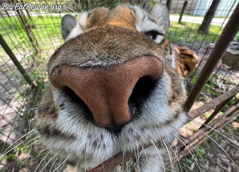 Good morning Big Cat Rescue Friends! ☀️ How can you resist booping that cute Dutchess tiger nose?! Happy CATurday friends! You can support International Tiger Day @ bigcatrescue.salsalabs.org/InternationalTigerDay2022/index.html. #GoodMorning #BigCats #BigCatRescue #Rescue #Caturday #Tiger #CaroleBaskin Silly Tiger, Tiger Therian, Big Cat Rescue, Pet Tiger, Cute Tigers, Silly Cats Pictures, Pretty Animals, Cute Wild Animals, Animal Heads