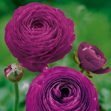 ranunculus for autumn planting Ranculus Flowers, Ranunculus Asiaticus, Persian Buttercup, Ranunculus Flowers, Spring Plants, Peat Moss, Spring Bulbs, Most Beautiful Flowers, Planting Bulbs