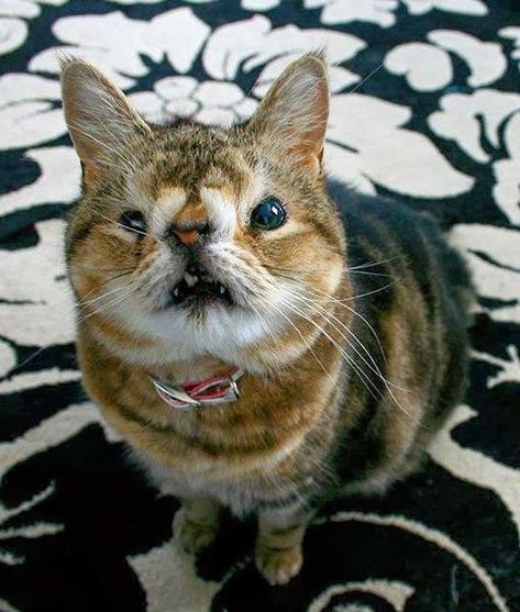 Spread the love for this special looking cat with a birth disability #disability #specialcat #catlove Cutest Cats Ever, Cleft Lip, Ugly Cat, Cute Cats And Kittens, Raise Funds, Beautiful Cat, Beautiful Cats, Crazy Cats, Beautiful Creatures