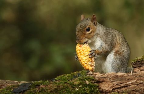 Squirrel Food Recipes, Food For Squirrels, What To Feed Squirrels, Squirrel Food Diy, Squirrel Snacks, What Do Squirrels Eat, Feeding Squirrels, Squirrel Food, Baby Solid Food