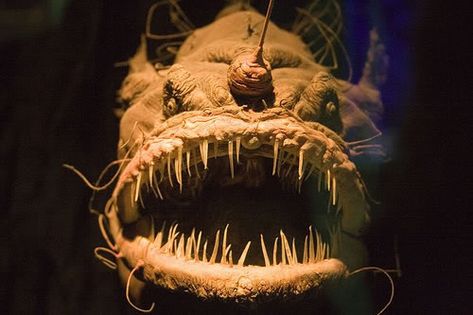 Interesting! 19 Creatures From The Mariana Trench Humpback Anglerfish, Scary Fish, Mariana Trench, Creature Marine, Ugly Animals, Fauna Marina, Marianas Trench, Deep Sea Creatures, Angler Fish