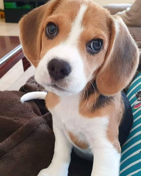 Beagle Rescue, Baby Beagle, Lemon Beagle, Innocent Eyes, Puppy Beagle, Dog Beagle, Beagle Puppies, Cute Beagles, Beagle Mix