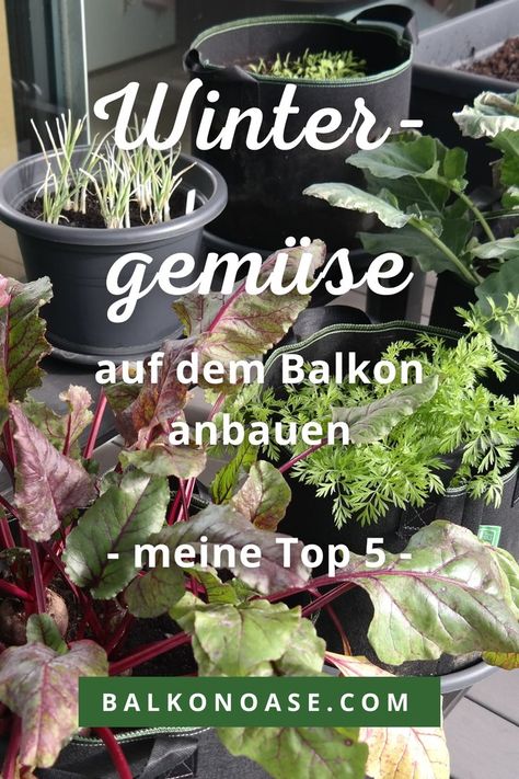 Würdest du gerne im Herbst / Winter noch frisches Gemüse oder Salat vom Balkon ernten? Kein Problem, denn Wintergemüse auf dem Balkon anbauen klappt wunderbar. In diesem Artikel stelle ich dir meine Top 5 Gemüsesorten und Salate vor die ich sehr gerne für den Herbst / Winter auf dem Balkon anbaue. Winter Balkon, Urban Garden, Plants