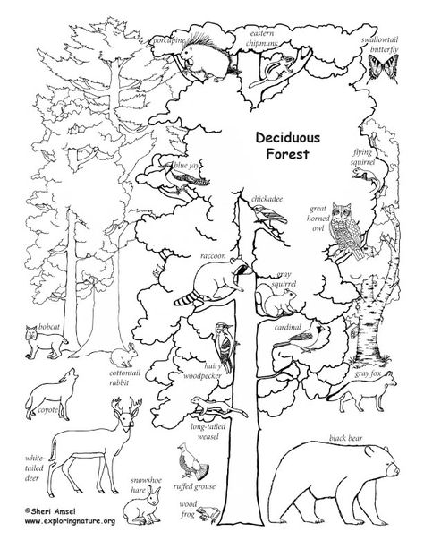 Deciduous Forest Animals (Labeled) – Coloring Nature Deciduous Forest Animals, Deciduous Forest Biome, Descendants Coloring Pages, Temperate Deciduous Forest, Biomes Project, Trees Printable, Forest Coloring Pages, Deciduous Forest, Forest Coloring