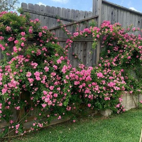 Climbing Rose Fence, How To Grow Climbing Roses, Peggy Martin Rose Climbing Trellis, Peggy Martin Rose Trellis, Climbing Roses Fence, Peggy Martin Rose Climbing, Climbing Roses On House, Small Rose Garden Ideas, Peggy Martin Rose