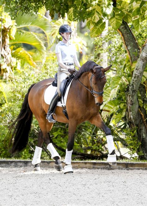 Dressage Photography, Equestrian Helmets, Equestrian Helmet, Horse Dressage, Types Of Horses, Riding Lessons, English Riding, Equestrian Boots, Riding Hats