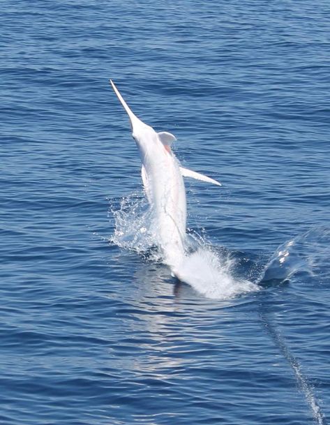 This is the Worlds First All White Blue Marlin Ever Caught on Film Costa Rico, Rare Albino Animals, White Marlin, Rare Fish, Water Creatures, Fishing Photos, Albino Animals, Blue Marlin, Fishing Pictures