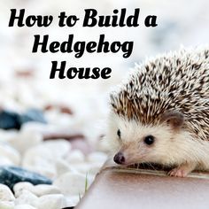 DIY Hedgehog House for Your Prickly Pal Hedgehog Habitat Ideas, Diy Hedgehog House, Diy Hedgehog, Hedgehog Habitat, Hedgehog Accessories, Hedgehog Care, Pet Hedgehog, Hedgehog Cage, Pygmy Hedgehog