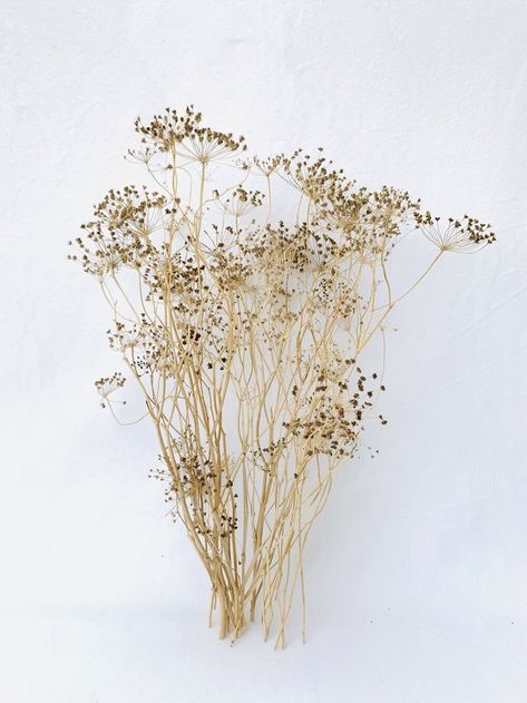 Dried Queen Annes Lace Flower, Ammi Majus, Dried Floral Bouquet, Scabiosa Pods, Poppy Pods, Queen Anne's Lace Flowers, Sago Palm, Globe Amaranth, Queen Anne's Lace