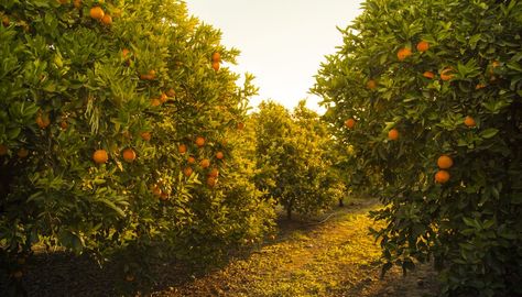 Orange Farm, Orange Trees, Elephant Ear Plant, Orange Grove, Citrus Trees, Garden Park, Orange Tree, Balloon Flowers, Orange Fruit