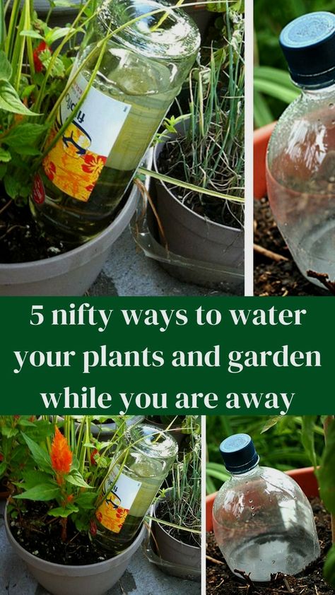 #gardeninghacks #gardenhacks #gardentips #gardenideas Watering Plants Diy, Self Watering Bottle, Diy Self Watering Planter, Easy Gardening Hacks, Wine Bottle Garden, Plant Watering System, Self Watering Containers, Garden Watering System, Indoor Water Garden