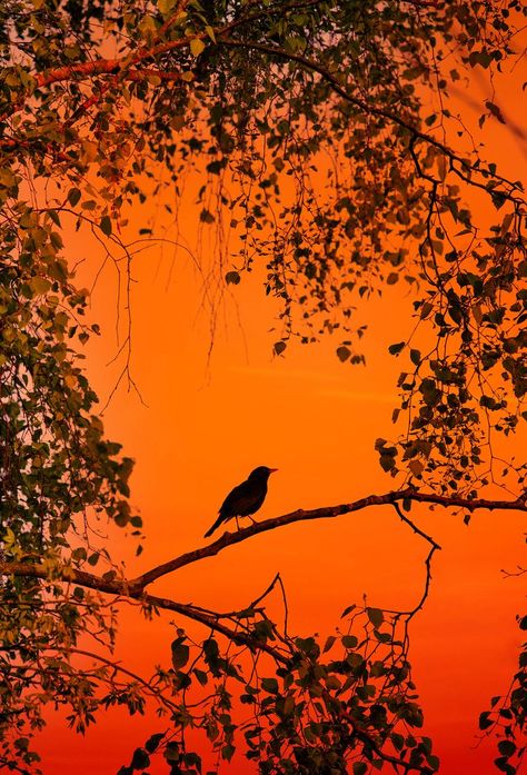 Bird sits on a tree branch on an orange background Festive Poster, Bird On A Branch, Spring Birds, Spring Tree, Rare Birds, Colorful Bird, Bird Perch, Orange Background, Bird Photo