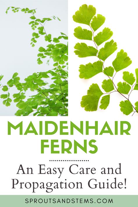 maidenhair fern fronds Southern Maidenhair Fern, Rosy Maidenhair Fern, Maiden Hair Ferns, Maiden Hair Fern Care, Indoor Ferns Houseplant, Maidenhair Fern Tattoo, Maidenhair Fern Indoor, Maidenhair Fern Care, Miniature Ferns