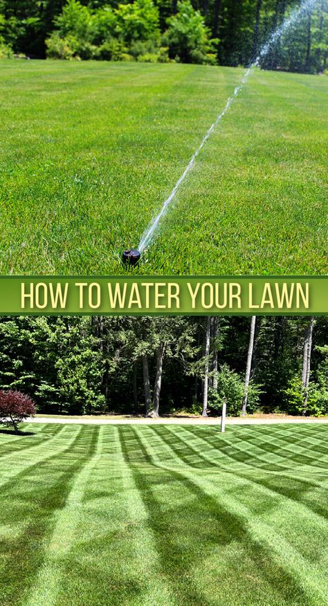 sprinkler watering green lawn with stripes. Lawn Renovation, Lawn Care Schedule, Organic Lawn Care, Lawn Repair, Growing Grass, Diy Lawn, Lawn Care Tips, Landscaping Business, Lush Lawn