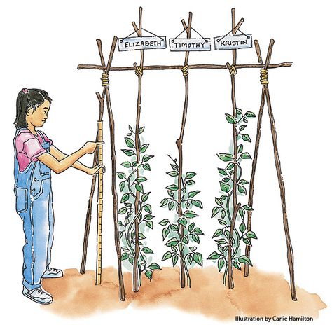 Vegetable Trellis, Plantarea Legumelor, Diy Garden Trellis, Vegetable Garden Planning, Vegetable Garden Diy, Veg Garden, Home Vegetable Garden, Garden Yard Ideas, Vegetable Garden Design