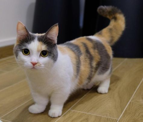 Calico munchkin Cat stock photography A Cat