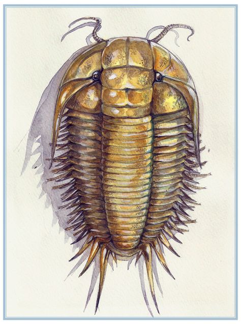 Trilobite Trilobite Tattoo, Trilobite Fossil, Paleo Art, Extinct Animals, Prehistoric Creatures, Prehistoric Animals, Nature Illustration, Online Art Gallery, Geology