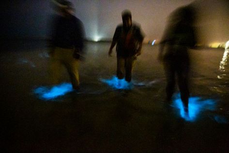 The dinoflagellates are back! Bioluminescence can be seen through September or October in Florida’s brackish warm waters. Glowing Plankton, Boating Life, Indian River Lagoon, Florida East Coast, Long Exposure Photos, Cocoa Beach Florida, Living On A Boat, Reference Board, Natural Magic