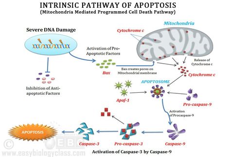 Apoptosis Vs Necrosis, Apoptosis Pathways, Biomedical Illustration, Biotechnology Art, Biochemistry Notes, Dna Strand, Mcat Study, Biology Classroom, Science Notes