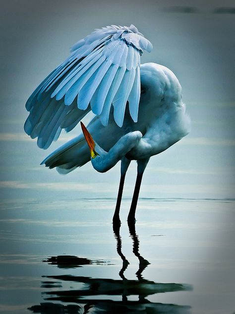 Dancing Egret by Craig ONeal #Photography #Egret.                                                                 (KO) Gorgeous creature! So beautiful. Beakers, Exotic Birds, Pretty Birds, Colorful Birds, Bitcoin Mining, Birds Of Paradise, Animal Photo, 귀여운 동물, Bird Feathers