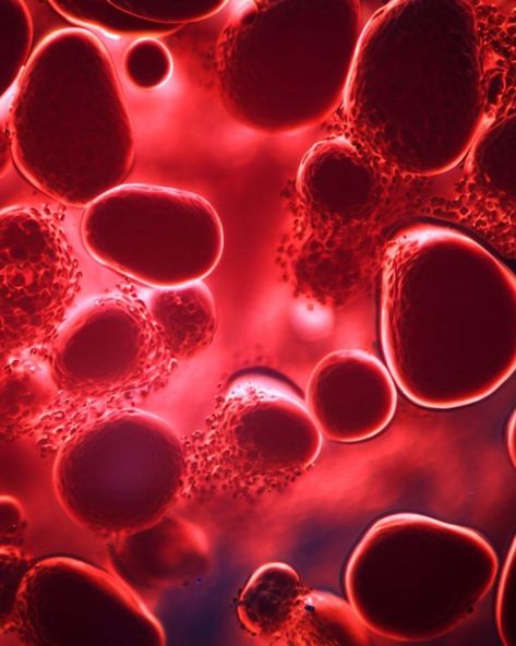 Blood and Living Things: Types of Organisms Without Blood and Variations in Blood Color – Nerdiest Veins Arteries And Capillaries, What Is Blood, Human Body Temperature, Glass Frog, Poor Circulation, Estrogen Dominance, White Blood, White Blood Cells, Cold Home Remedies