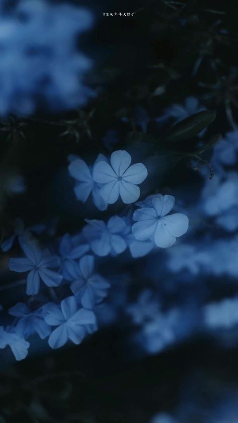 Blue Flowers, Dark Blue, Flowers, Blue