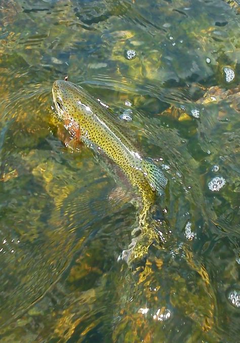 Wade Fishing Larger Flows on the White _ By Gabe Levin | The Ozark Fly Fisher Journal Fishing Lures Art, Fly Fishing Shirts, Photos Of Fish, Fly Fishing Art, Trout Fishing Tips, Fishing Photos, Fishing Photography, Carpe Koi, Kids Fishing