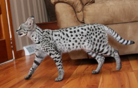 The 10 Largest Domestic Cat Breeds in the World Savanna Cat, Big House Cats, Largest Domestic Cat, Large Domestic Cat Breeds, Best Cat Breeds, Domestic Cat Breeds, Serval Cats, Bobtail Cat, World Cat