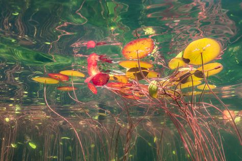 Underwater Art, Macbook Wallpaper, Laptop Wallpaper, Ponds, Lily Pads, Sea Creatures, Pretty Pictures, Fresh Water, Art Inspo