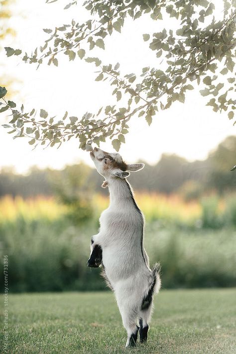 A cute goat eating the leaves from a tree Cute Animals Wallpaper, Garden Magic, Pygmy Goat, Cute Goats, A Goat, Goat Farming, Country Scenes, Baby Goats, Jolie Photo