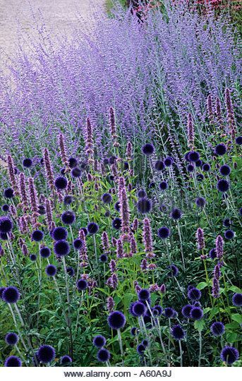 Echinops 'Veitch's Blue, Perovskia 'Blue Spire', Pensthorpe Millennium Garden, Norfolk, Blue, purple - Stock Image Perovskia Blue Spire, Dry Garden, Purple Garden, Have Inspiration, The Secret Garden, Blue Garden, Plant Combinations, Garden Borders, Gorgeous Gardens