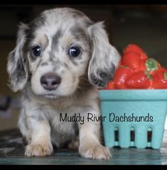 Blue Dachshund Puppy, Dapple Dachshund Miniature, Silver Dapple Dachshund, Chiweenie Puppies, Puppies Christmas, Miniature Dachshund Puppies For Sale, Forever Puppy, Dachshund Miniature, Wirehaired Dachshund