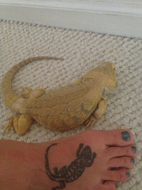 Puff! Bearded dragon tattoo next to bearded dragon Bearded Dragon Food List, Crazy Lovers, Bearded Dragon Terrarium Ideas, Bearded Dragon Tattoo, Tattoo Planning, Bearded Dragon Diy, Bearded Dragon Terrarium, Beard Drawing, Pet Tattoos