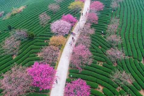 Cherry blossom | Where to find the best in the world | CN Traveller China Cherry Blossoms, Japan Cherry Blossom, Cherry Trees, Cherry Tree, First Week, Urban Planning, Beautiful Blooms, Cherry Blossoms, Still Image