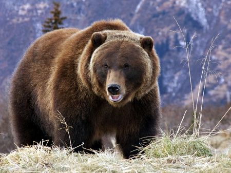 Grizzly Bear in the Canadian Rockies - Bears Wallpaper ID 1536061 - Desktop Nexus Animals Kodiak Bear, Koro Sensei, Amur Leopard, Wooly Mammoth, Siberian Tiger, Most Beautiful Animals, We Bear, Mountain Lion, Bear Wallpaper