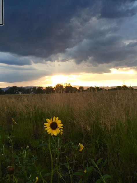 A single sunflower in a field with mountains and trees in the background and a sunset with ominous clouds. #naturephotography #photography, #mountainphotography, #sunflowers, #sunflowerfields, #sunset, #Coloradophotography, #Coloradolife Field With Mountains, Sunflower Field Photography, Mountain Field, Single Sunflower, Field At Sunset, Mountains And Trees, Colorado Photography, Mountain Photography, Fields Photography