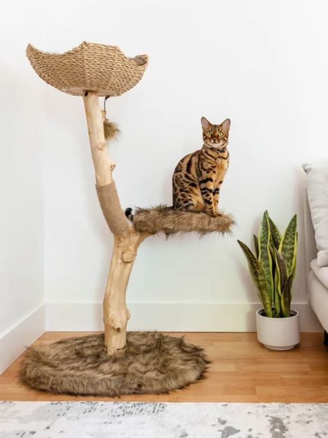 Super cute and stylish cat tree.. can that be said in the same sentance? Mau makes modern and beautiful cat trees that aren't an eyesore. Unique Cat Trees, Wood Cat Tree, Diy Chat, Wooden Cat Tree, Beds Ideas, Cool Cat Trees, Diy Cat Tree, Modern Cat Furniture, Modern Cat Tree