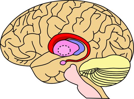 Caudate nucleus - Wikipedia Caudate Nucleus, Parapsychology, Wikimedia Commons, Anatomy, Brain