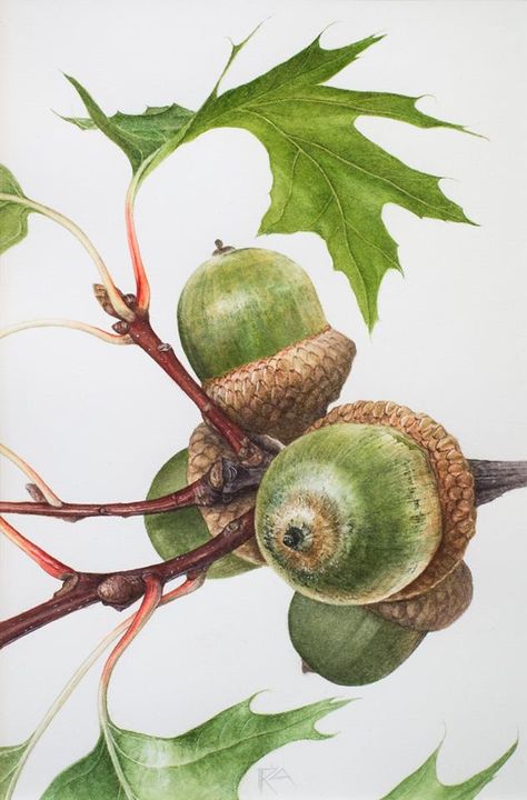 Botanical Art Drawing, Acorn And Oak, Botanical Drawing, Watercolor Fruit, Botanical Painting, China Painting, Botanical Watercolor, Scientific Illustration, Botanical Illustrations