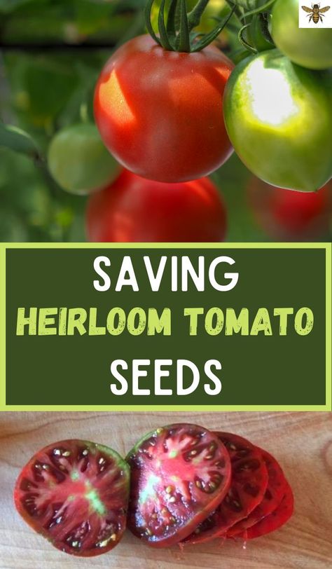 Save Tomato Seeds, Beginners Gardening, Seed Growing, Homestead Gardening, Saving Seeds, Heirloom Tomato Seeds, Modern Homesteading, Homesteading Ideas, Sustainable Gardening