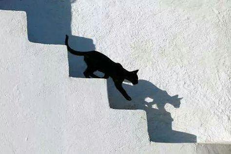 Cat shadow Cat Shadow, White Stairs, Relief Printmaking, Shadow Photography, Animal Books, Art Historian, Stray Cat, Greek Island, The Shadow