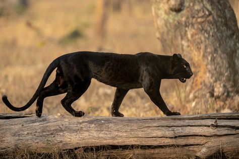 Black Jaguar, Big Cats Art, Curious Creatures, Fantasy Creatures Art, Wildlife Nature, Leopards, Animal Planet, Creature Art, Black Panther