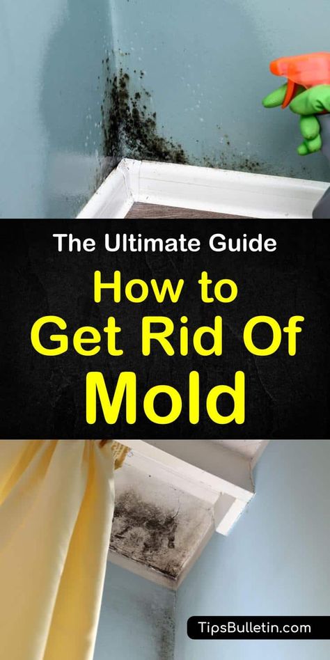 How To Clean Mold, Cleaning Black Mold, Cleaning Corner, Kill Black Mold, Black Mold Removal, Mold Cleaner, Clean Black Mold, Mold Smell, Kill Mold