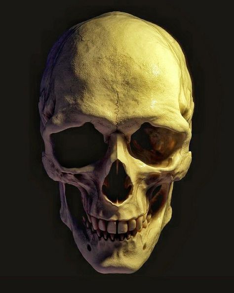 Skull Reference Drawing, Skull Front View, Skull References, Skull Photography, Skull Anatomy, Skull Reference, Skull Model, Skull Light, Skull Statue