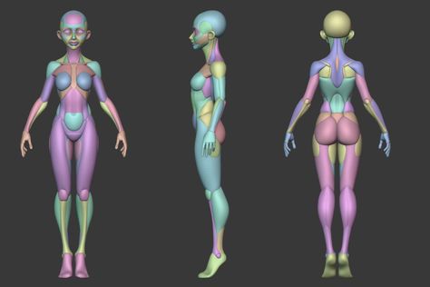 ArtStation - Stylized Female Anatomy , George Zaky Female Head Anatomy, Stylized Anatomy, Zbrush Anatomy, Blender Character Modeling, Girl Anatomy, 3d Anatomy, Head Anatomy, Female Anatomy Reference, Zbrush Character