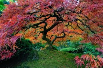 Japanese Maple .... symbolic of great blessings... Symbolism of a tree, I would get some bamboo Wild Imagination, Portland Japanese Garden, Japanese Maple Tree, Washington Park, Have Inspiration, Tree Photography, Japanese Maple, Maple Tree, Alam Yang Indah