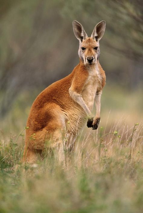 Kangaroo Stuffed Animal, Kangaroo Logo, Australian Fauna, Red Kangaroo, Australia Animals, National Animal, Australian Wildlife, Australian Animals, Wildlife Animals