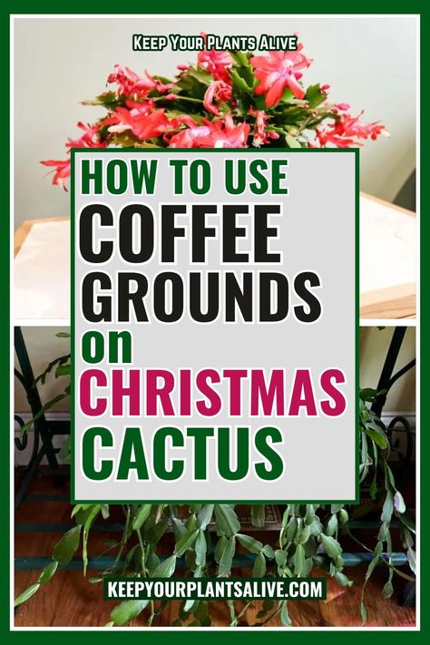 Want to make a homemade fertilizer for your holiday cactus? Here is how to use coffee grounds on Christmas cactus! Xmas Cactus, Fertilizing Plants, Cactus Propagation, Christmas Cactus Propagation, Homemade Fertilizer, Backyard Homestead, Cactus Arrangement, Christmas Cactus Care, Easy Perennials